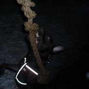 Amerikansk staffordshire terrier Bartok