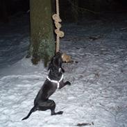 Amerikansk staffordshire terrier Bartok