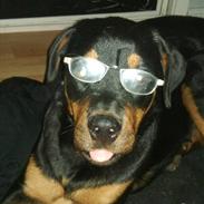 Rottweiler Tess *VÆK*
