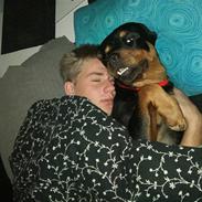 Rottweiler Tess *VÆK*