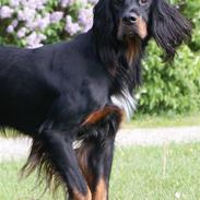 Gordon setter Gozo