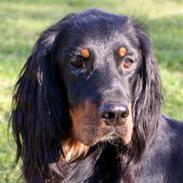 Gordon setter Gozo