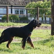 Gordon setter Gozo