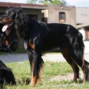 Gordon setter Gozo