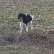 Blanding af racer Valde 