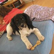 Blanding af racer Valde 