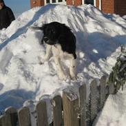 Blanding af racer Valde 