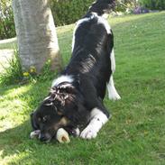 Blanding af racer Valde 