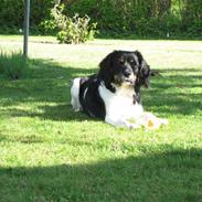 Blanding af racer Valde 