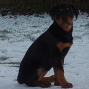 Rottweiler Zakoda Dina (Karla)