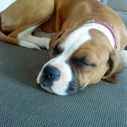 Amerikansk bulldog Bella