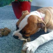 Amerikansk bulldog Bella
