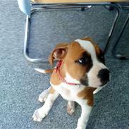 Amerikansk bulldog Bella