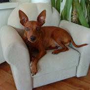 Dvaergpinscher Riki