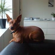 Dvaergpinscher Riki