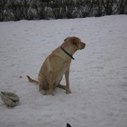 Labrador retriever molly