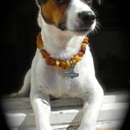 Jack russell terrier Buster