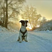 Jack russell terrier Buster