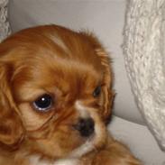 Cavalier king charles spaniel Lucky Axel