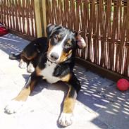 Appenzeller sennenhund Bailey-boy