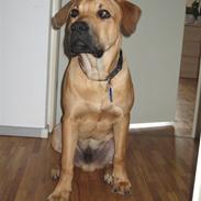 Blanding af racer Baloo