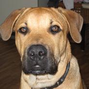 Blanding af racer Baloo