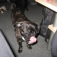 Blanding af racer happy