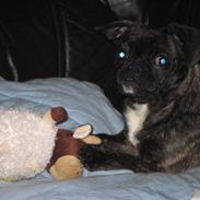 Blanding af racer happy