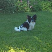 Papillon Mickey til Avl. 
