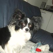 Papillon Mickey til Avl. 
