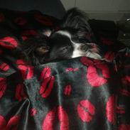 Papillon Mickey til Avl. 