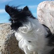 Papillon Mickey til Avl. 