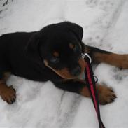Rottweiler Felix