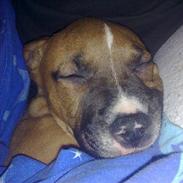 Amerikansk staffordshire terrier Shiva