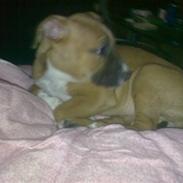 Amerikansk staffordshire terrier Shiva