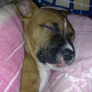 Amerikansk staffordshire terrier Shiva