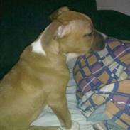 Amerikansk staffordshire terrier Shiva