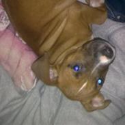 Amerikansk staffordshire terrier Shiva