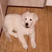 Blanding af racer Milo