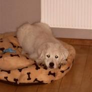 Blanding af racer Milo