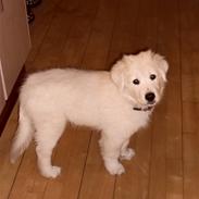 Blanding af racer Milo