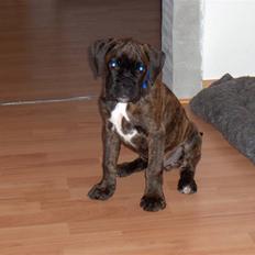 Boxer Arco *solgt*