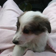 Border collie Oliver