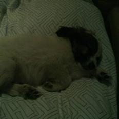 Border collie Oliver