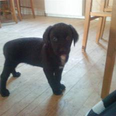 Blanding af racer Tayson