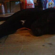 Blanding af racer Tayson