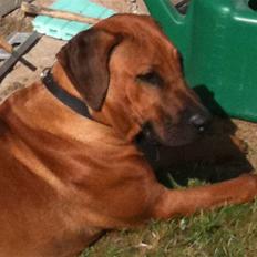 Rhodesian ridgeback Qato