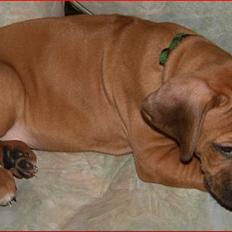 Rhodesian ridgeback Qato