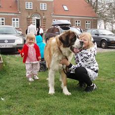 Sankt bernhardshund Meyhoff Carola-Patricia