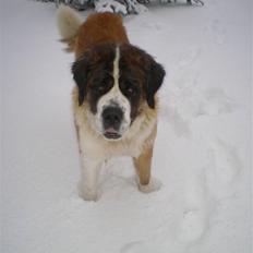 Sankt bernhardshund Meyhoff Carola-Patricia